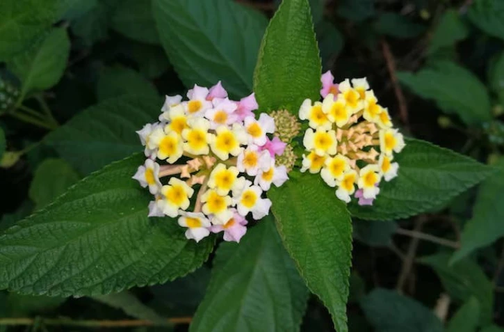 8 août - Plant' Péi