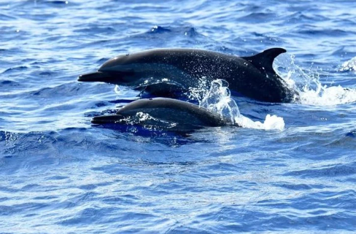 Saint-Gilles : une centaine de dauphins tachetés observés 