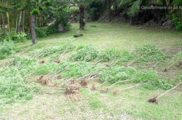 Gendarmerie cannabis Saint-Joseph 