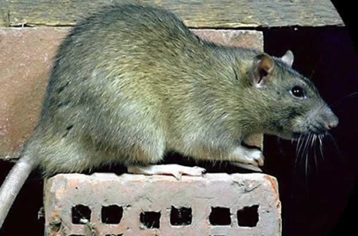 Rat