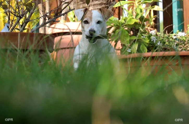 Chiens 