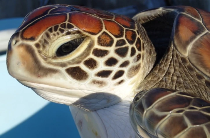 Tortue verte sauvée à Grand Bois par Kélonia 