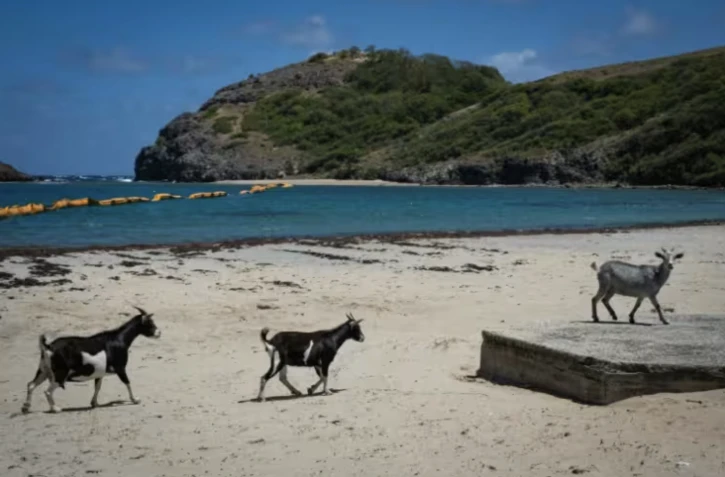 Des chèvres sur la plage Pompierre à Terre-de-Haut, aux Saintes, archipel touristique de Guadeloupe, le 18 mars 2026 ( AFP / Carla Bernhardt )
