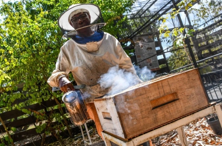 Le Port : les abeilles sentinelles sont à l'honneur
