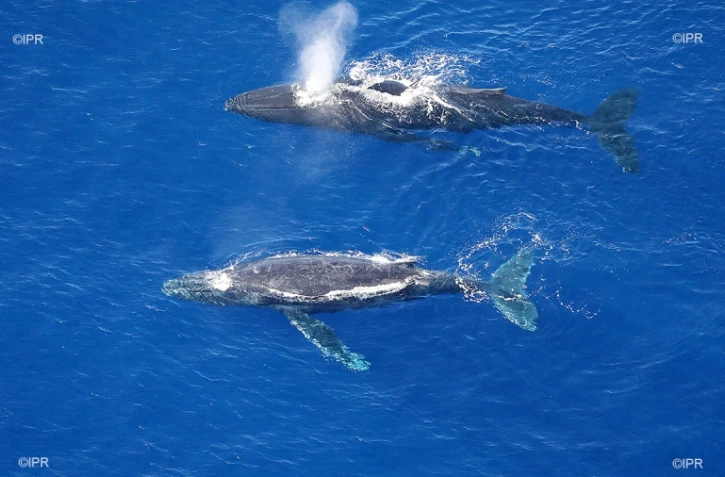 Baleine Saint-Paul