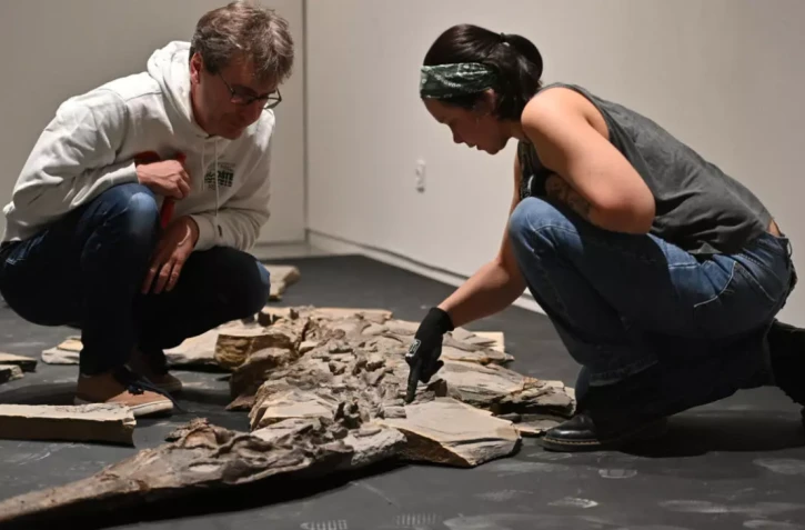  Stéphane Fouché, responsable des collections de paléontologie du musée de Lodève dans l'Hérault, et Camille Auclair, restauratrice et paléontologue pour la société Kraniata, au chevet d’un squelette de crocodile du Jurassique, le 10 octobre 2025 © Sylvain THOMAS / AFP 