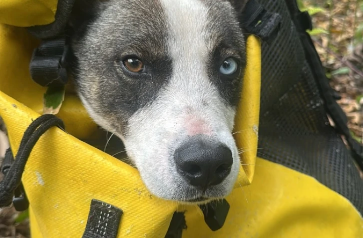 Saint-André : un chien tombé dans une ravine sauvé après quatre jours de souffrances