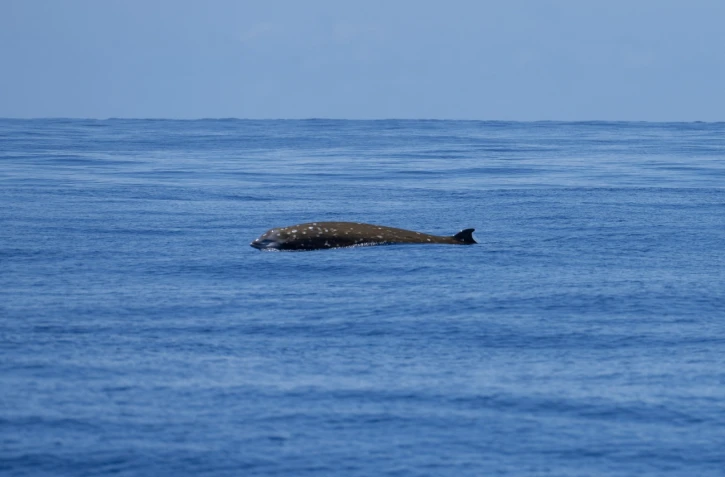 Globice : rare observation d'une baleine Ă bec d'oie au large de Langevin
