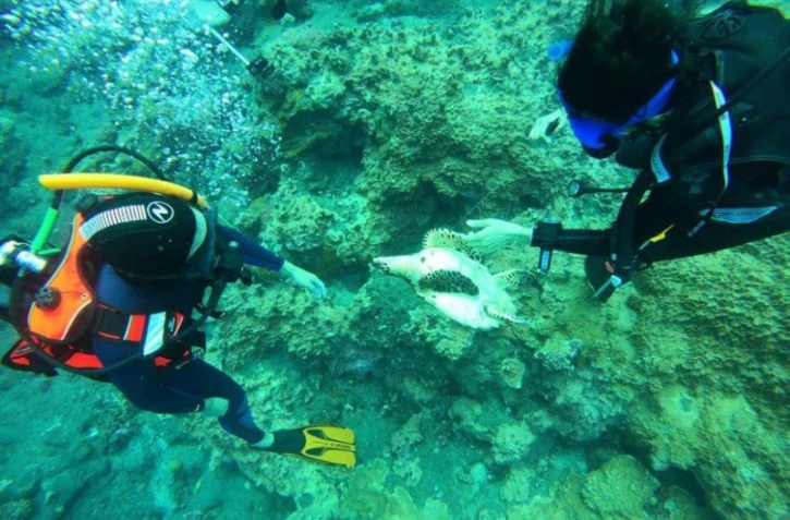 Kélonia : deux tortues imbriquées victimes de cordages et de fils de pêche