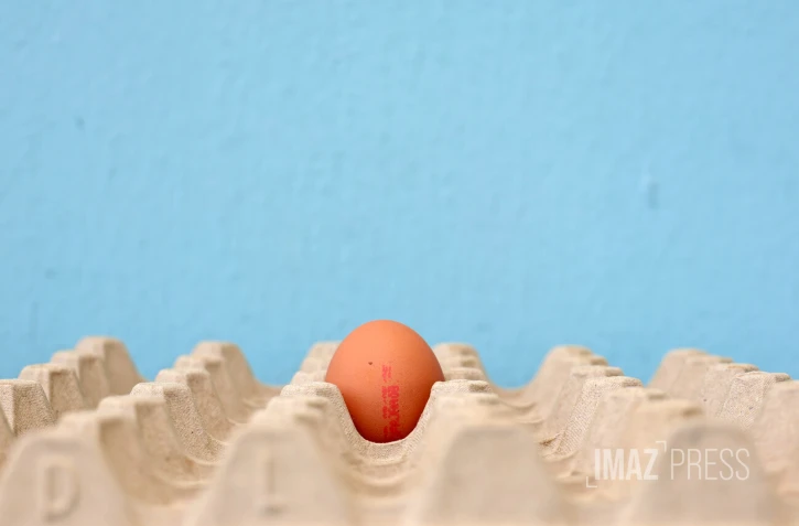 oeuf de poule 