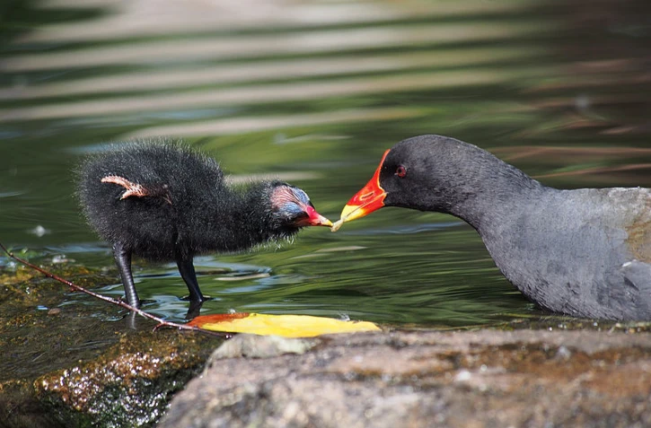 Poule d'eau