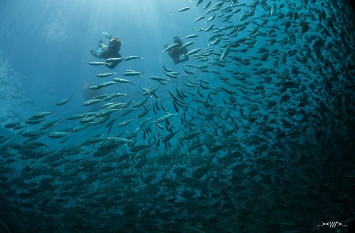 thierry Péres pèches cavale