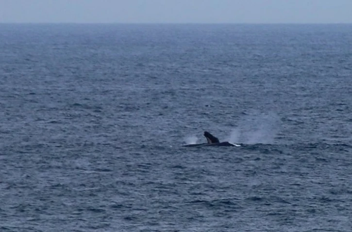 Baleines observées par le TCO