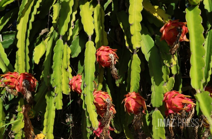 Pitaya