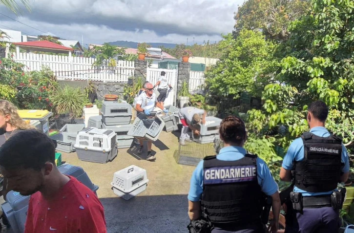 Maltraitance animale : des tortues, chiens, cochons d'Inde et volailles saisis à Saint-Benoît