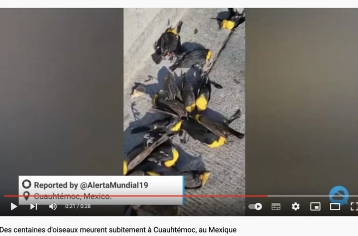 centaines oiseaux morts Mexique