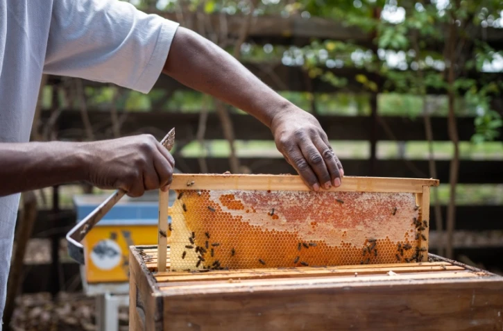  Le Port, la terre des abeilles sentinelles