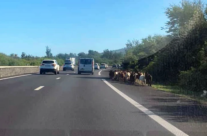 cabris sur la route l'étang-salé