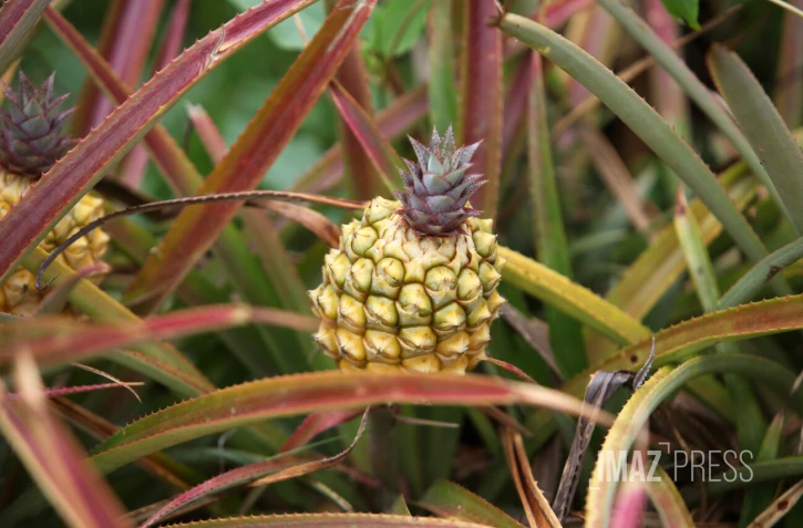 Plantation ananas 