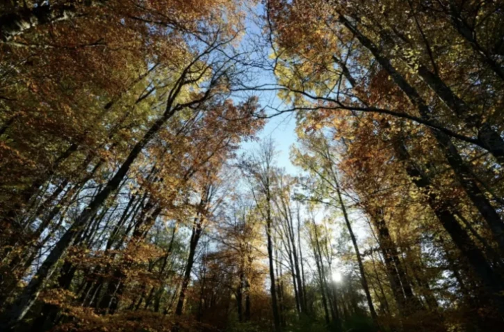 Deux mairies lorraines veulent récupérer les 2.000 hectares de forêts attribués par l'Allemagne en 1871 à une commune alsacienne ( AFP / PATRICK HERTZOG )