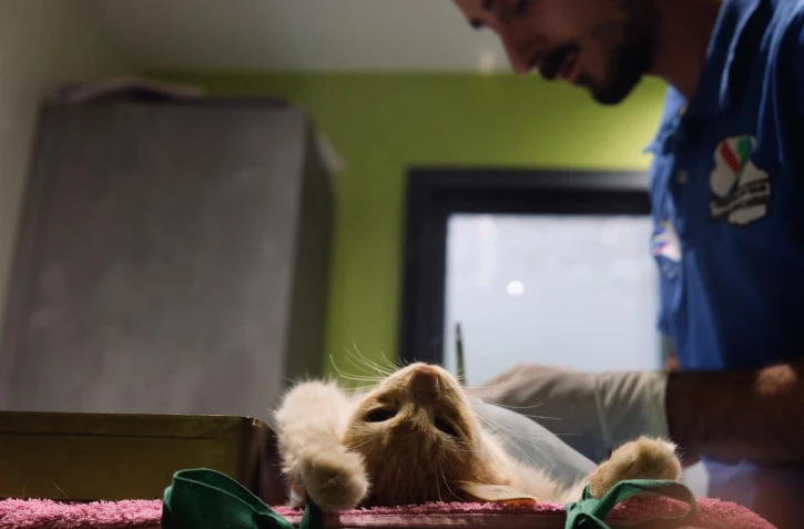 Mafate : Mission Mafate : protéger les chats et la biodiversité