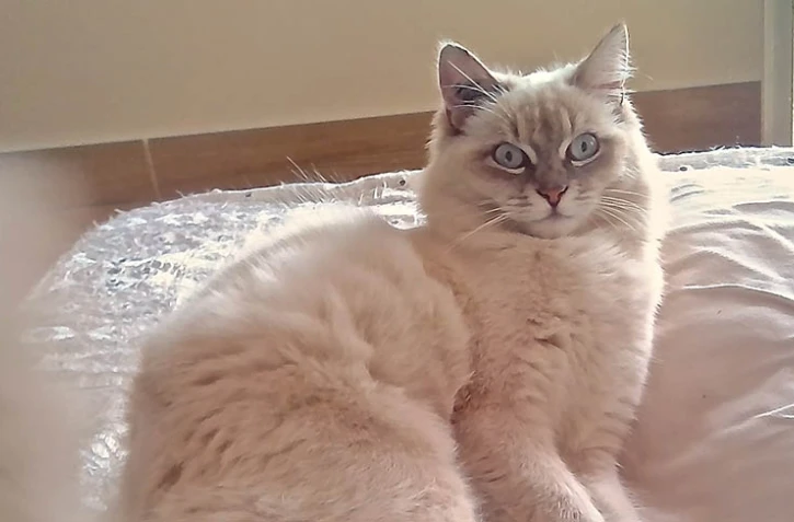 Vénus Chat de Lynda Kettoutce