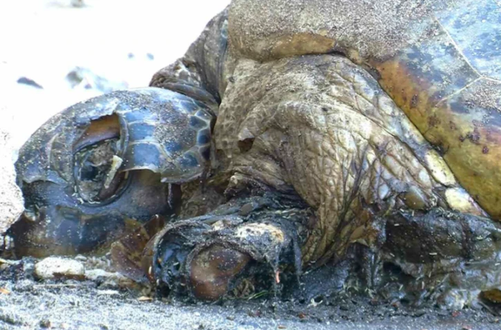 Tortues Mayotte