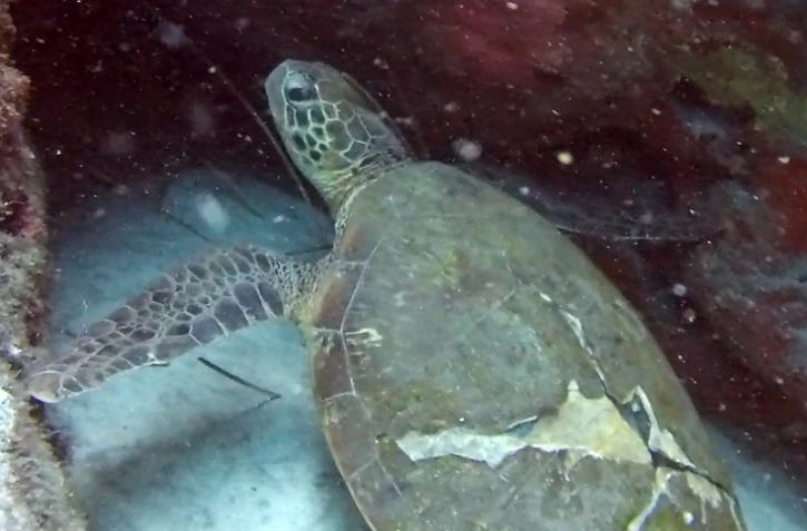 Une jeune tortue verte blessée