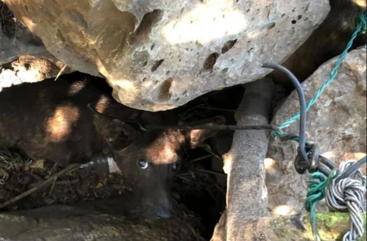 Chien sauvé étranglé fil de fer