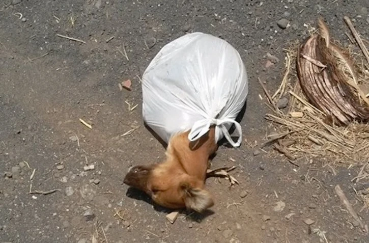 Petit chiot retrouvé au port dans un sac plastique