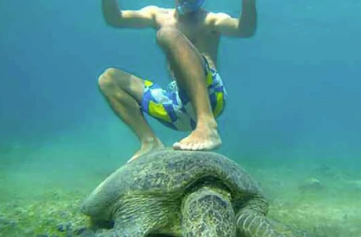Tortues