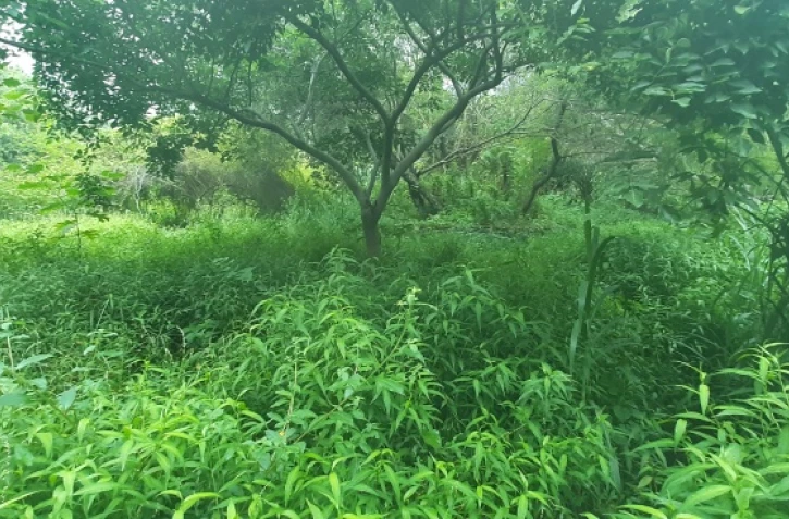 L'aire de pique-nique de la rivière Sainte-Etienne envahie par les plantes