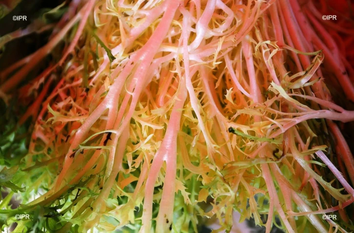 Marché forain du Port - jeudi 13 décembre 2018