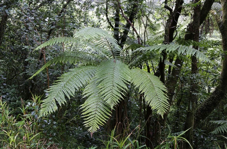 fougère arborescente.