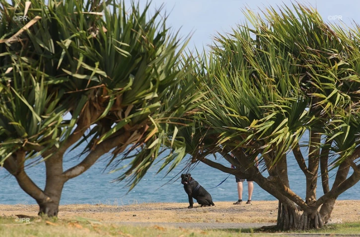 Chien à la plage