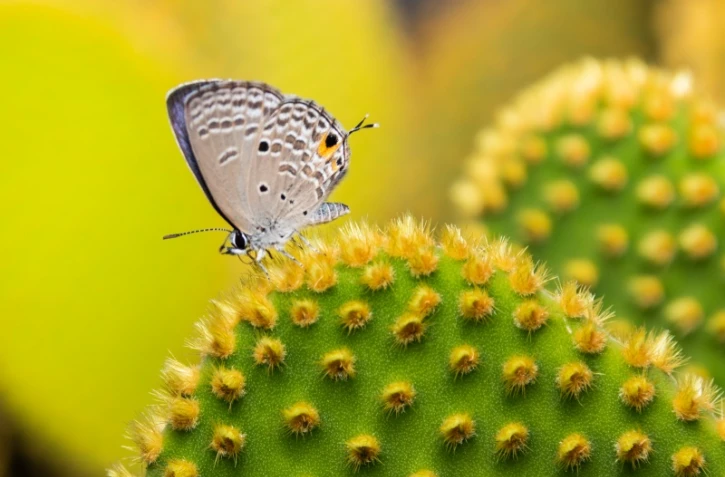 Photographe, Nature, Montagnes