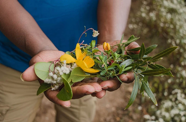 Zarlor tisanes et plantes médicinales