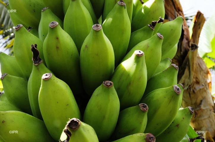 bananes