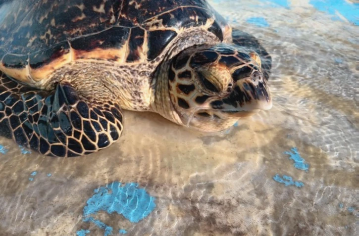Kélonia : sauvetage au Cap Requin 
