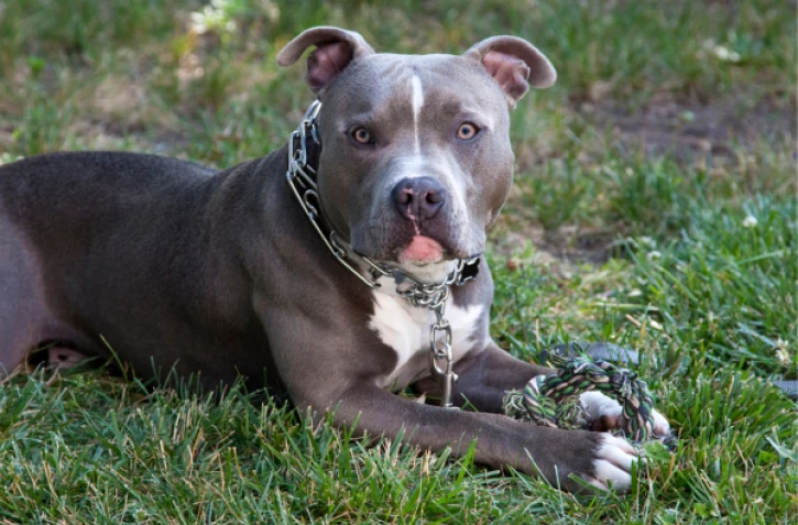 pitbull