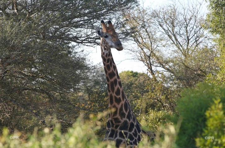 girafe