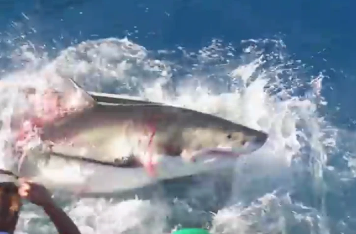 Requin blanc 