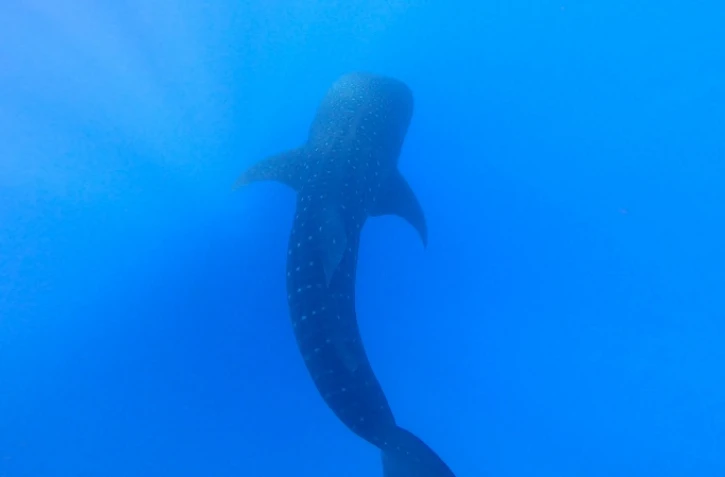 Un requin-baleine observé au large de la Réunion