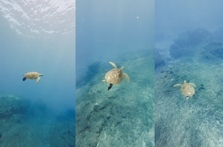 Une jeune tortue victime d’une hélice, Kélonia alerte sur ces collisions parfois mortelles