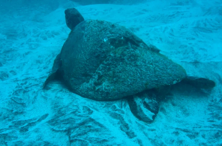 Tortue blessée