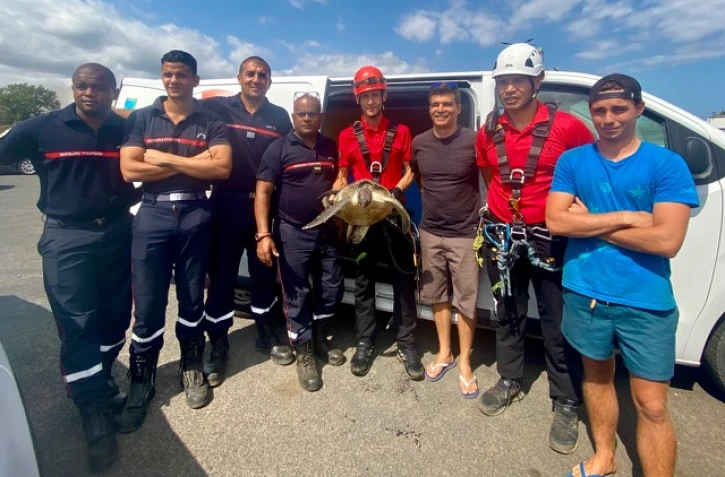 Tortue sauvée par le Grimp
