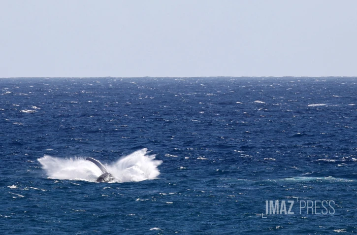 Baleines saint-denis 