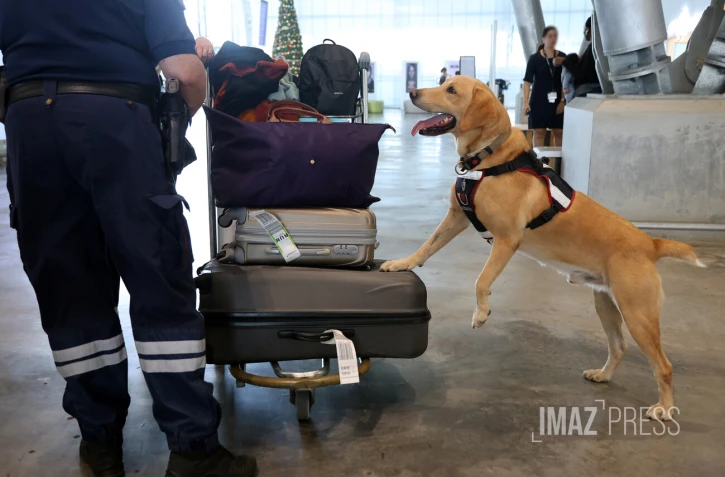 chien des douanes à gillot 