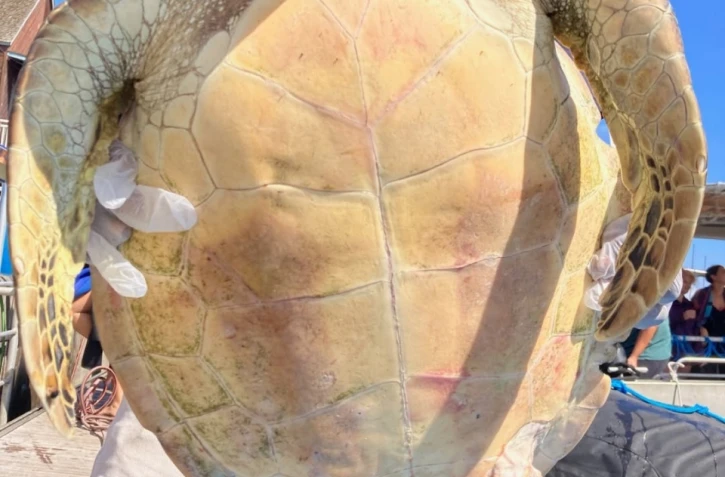 tortue st gilles