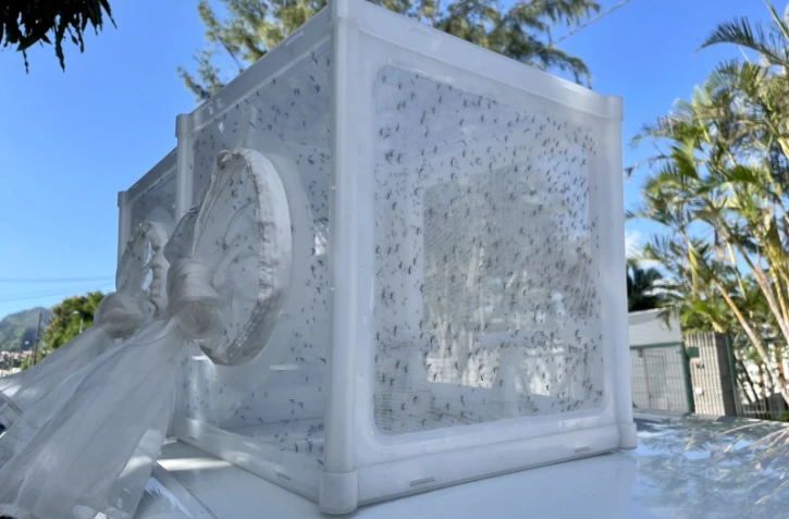 Le Port : premier lâcher de moustiques mâles stérilisants